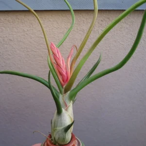 Large Bulbosa Belize Air Plant 6-7 Inch Size