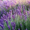 Lavender Herb Live Plant Quart Pot - Purple Scented Foliage
