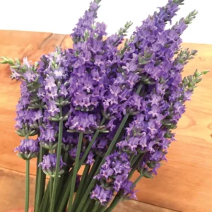 Lavender Herb Live Plant Quart Pot - Purple Scented Foliage