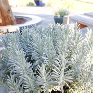 Lavender Herb Live Plant Quart Pot - Purple Scented Foliage
