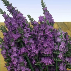 Lavender Herb Live Plant Quart Pot - Purple Scented Foliage