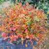 Legend of the Small Bottlebrush Plant - Fothergilla Intermedia - 4 inch Pot - White Flowers