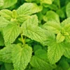 Lemon Balm Perennial - Melissa Officinalis - 4 Plants - 2.5" Pots Herb