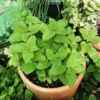 Lemon Balm Plant Live - 2 Well Rooted Herb Plants for Outdoor Planting