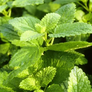 Lemon Balm Plant Live - 2 Well Rooted Herb Plants for Outdoor Planting