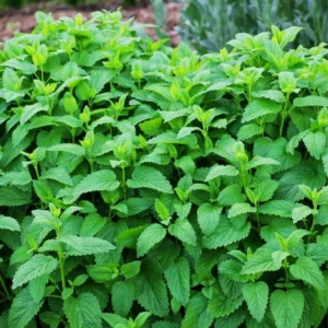 Lemon Balm Plant Live - 2 Well Rooted Herb Plants for Outdoor Planting