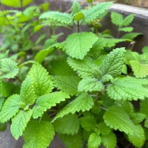 Lemon Balm Plant Live - 2 Well Rooted Herb Plants for Outdoor Planting