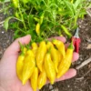Lemon Drop Hot Pepper Plant - 4 Inch Pot - Citrusy Heat
