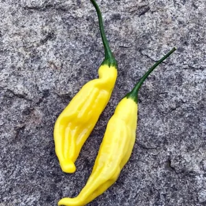 Lemon Drop Hot Pepper Plant - 4 Inch Pot - Citrusy Heat