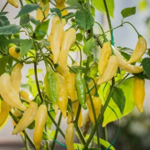Lemon Drop Hot Pepper Plant - 4 Inch Pot - Citrusy Heat