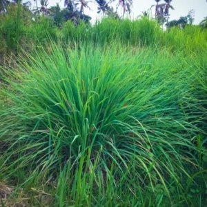 Lemon Grass Live Plants - 10 Rooted Stalks - Indoor & Outdoor Herb Garden