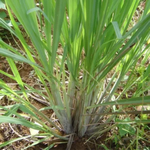 Lemon Grass Live Plants - 10 Rooted Stalks - Indoor & Outdoor Herb Garden