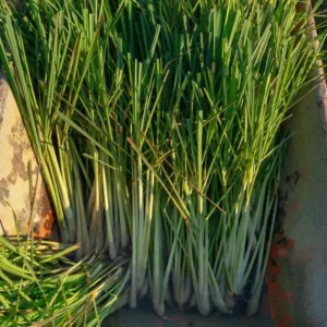 Lemon Grass Live Plants - 10 Rooted Stalks - Indoor & Outdoor Herb Garden