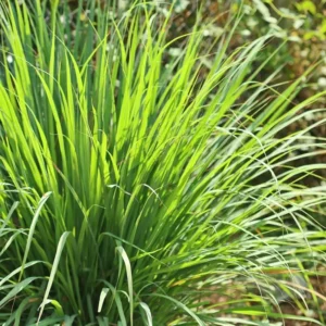 Lemon Grass Live Plants - 10 Rooted Stalks - Indoor & Outdoor Herb Garden