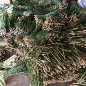 Lemon Grass Live Plants - 10 Rooted Stalks - Indoor & Outdoor Herb Garden