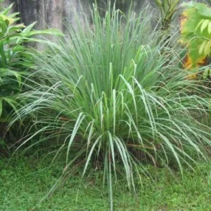 Lemon Grass Live Plants - 10 Rooted Stalks for Indoor & Outdoor Planting