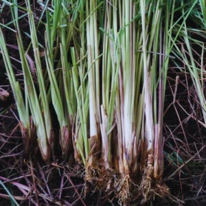 Lemon Grass Live Plants - 10 Rooted Stalks for Indoor & Outdoor Planting