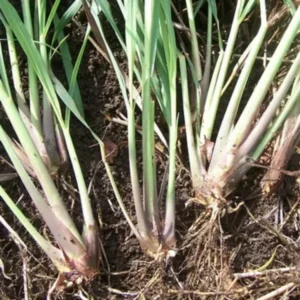 Lemon Grass Live Plants - 10 Rooted Stalks for Indoor & Outdoor Planting