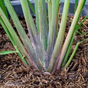 Lemon Grass Live Plants - 10 Rooted Stalks for Indoor & Outdoor Planting