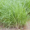Lemon Grass Live Plants 2-Pack Outdoor Planting Fragrant Herbs