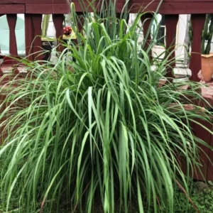 Lemon Grass Live Plants 2-Pack Outdoor Planting Fragrant Herbs