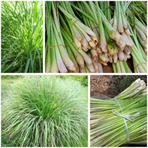 Lemon Grass Live Plants 2-Pack Outdoor Planting Fragrant Herbs