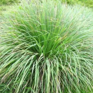 Lemon Grass Live Plants 2-Pack Outdoor Planting Fragrant Herbs