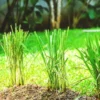 Lemon Grass Live Plants - 5 Rooted Stalks for Indoor & Outdoor Planting