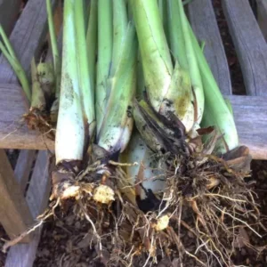 Lemon Grass Live Plants - 5 Rooted Stalks for Indoor & Outdoor Planting