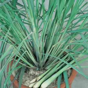 Lemon Grass Live Plants - 5 Rooted Stalks for Indoor & Outdoor Planting
