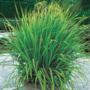 Lemon Grass Live Plants - 5 Rooted Stalks for Indoor & Outdoor Planting
