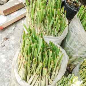 Lemon Grass Live Plants - 5 Rooted Stalks for Indoor & Outdoor Planting