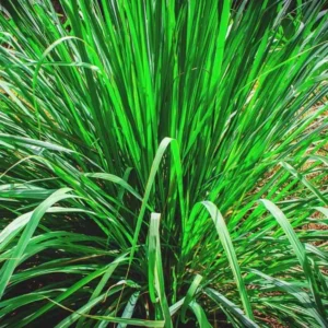 Lemon Grass Live Plants - 5 Rooted Stalks for Indoor & Outdoor Planting