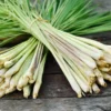 Lemon Grass Plant - Cymbopogon - Herb - Quart Pot - Culinary Garden