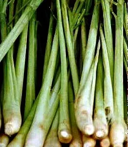 Lemon Grass Plant - Cymbopogon - Herb - Quart Pot - Culinary Garden