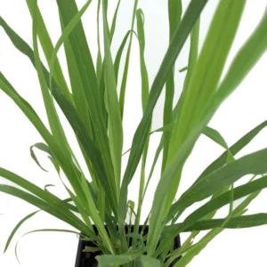 Lemon Grass Plant - Cymbopogon - Herb - Quart Pot - Culinary Garden
