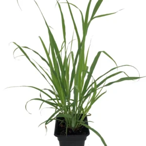Lemon Grass Plant - Cymbopogon - Herb - Quart Pot - Culinary Garden