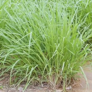 Lemon Grass Plant Stalks - Live Herb Plants - Set of 2 - Green - Spring Planting