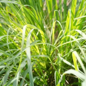 Lemon Grass Plant Stalks - Live Herb Plants - Set of 2 - Green - Spring Planting