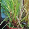 Lemon Grass Plants - 4 Live Herb Plants - Indoor Outdoor Planting
