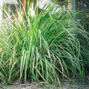 Lemon Grass Plants - 4 Live Herb Plants - Indoor Outdoor Planting