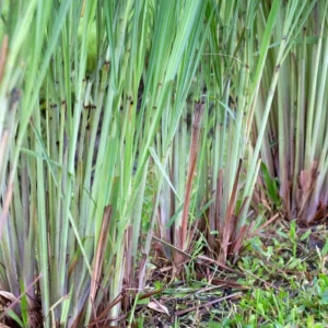 Lemon Grass Plants - 4 Live Herb Plants - Indoor Outdoor Planting