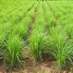 Lemon Grass Plants - 4 Live Herb Plants - Indoor Outdoor Planting