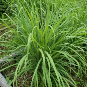 Lemon Grass Plants - 4 Live Herb Plants - Indoor Outdoor Planting