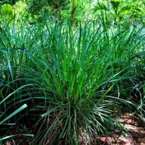 Lemon Grass Plants - 4 Live Herb Plants - Indoor Outdoor Planting