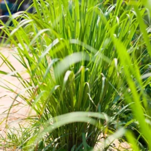 Lemon Grass Plants - 4 Live Herb Plants - Indoor Outdoor Planting