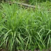 Lemon Grass Plants Live - 15 Rooted Stalks - Herb - Indoor/Outdoor Planting