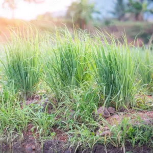 Lemon Grass Plants Live - 15 Rooted Stalks - Herb - Indoor/Outdoor Planting
