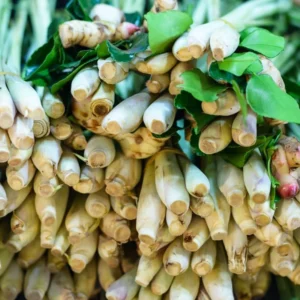 Lemon Grass Plants Live - 15 Rooted Stalks - Herb - Indoor/Outdoor Planting