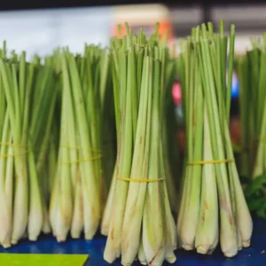 Lemon Grass Plants Live - 15 Rooted Stalks - Herb - Indoor/Outdoor Planting